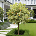 Variegated Calamondin Tree - Citrus microcarpa