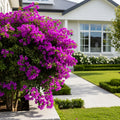 Vera Deep Purple Bougainvillea