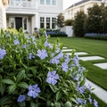 Vinca Minor Periwinkle Vine - Vinca minor