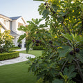 Violette de Bordeaux Fig Tree - USDA Organic - Ficus carica 'Violette de Bordeaux'