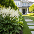Vision in White Astilbe Plant - Astilbe x arendsii 'Vision in White'
