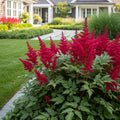 Visions in Red Astilbe Plant - Astilbe ? arendsii 'Visions in Red'