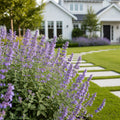 Walker's Low Nepeta Catmint Plant - Nepeta x faassenii 'Walker's Low'