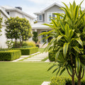 Warneckii Lemon Lime Dracaena - Dracaena deremensis 'Lemon Lime'