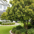 Wax Myrtle Tree - Myrica cerifera