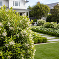 Waxleaf Privet Shrub - Ligustrum sinense