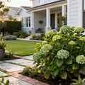 Proven Winners? Wee Bit Grumpy? Hydrangea - Hydrangea macrophylla