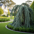 Weeping Blue Atlas Cedar Tree - Cedrus atlantica 'Glauca Pendula'