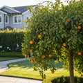 Weeping Dragon Orange Tree - Citrus