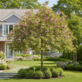 Proven Winners? Weeping Extraordinaire? Cherry Tree