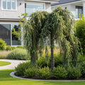 Weeping White Spruce Tree - Picea glauca 'Pendula'