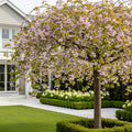Weeping Yoshino Cherry Tree - Prunus x yedoensis 'Pendula'