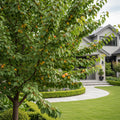 Wenatchee Apricot Tree - Prunus armeniaca 'Wenatchee'
