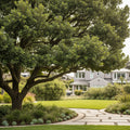 West Coast Live Oak - Quercus agrifolia