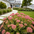 What a Doozie Sedum Plant