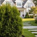 Proven Winners? Whip It Good? Arborvitae Shrub