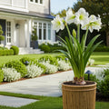 White Alfresco Planted Amaryllis Bulb in Bamboo Planter - Hippeastrum