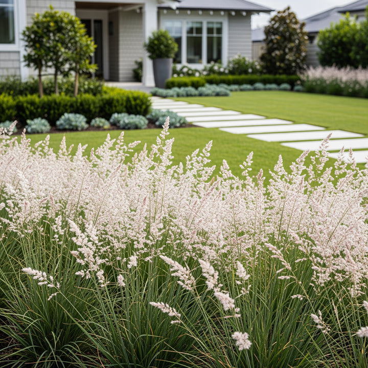 White Cloud Muhly Grass - Muhlenbergia capillaris 'White Cloud'