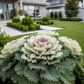 White Kamome Ornamental Kale - Brassica oleracea