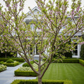 White Lady Peach Tree - Prunus persica