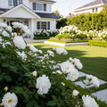 White Lies? Rose Shrub - Rosa 'White Lies'