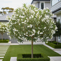 White Nerium Oleander Tree - Nerium oleander