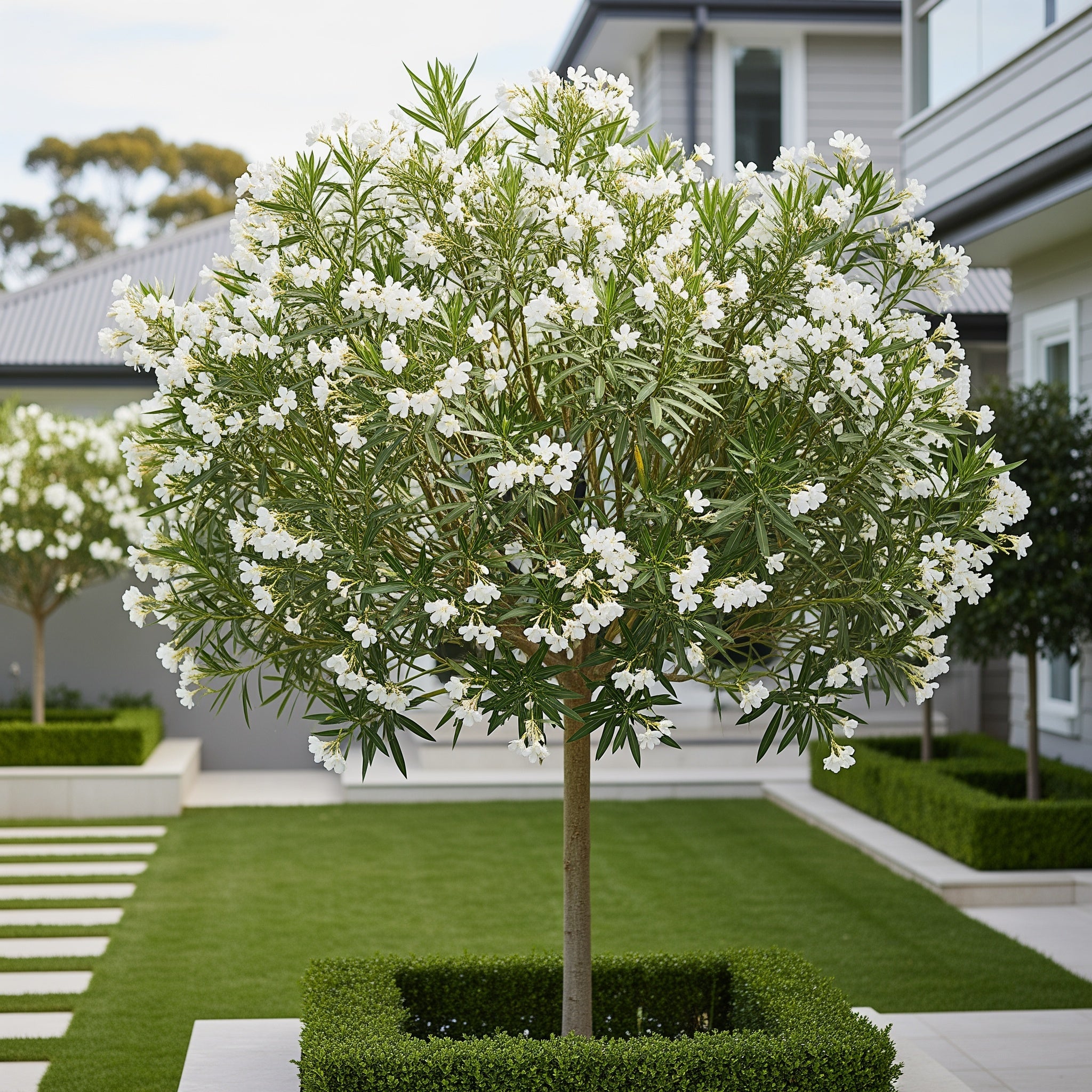 White Nerium Oleander Tree - Nerium oleander