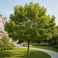 White Oak Tree - Quercus alba