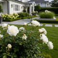 White Knock Out? Rose - Rosa 'RADwhite'