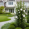 Proven Winners? White Pillar? Rose of Sharon Althea