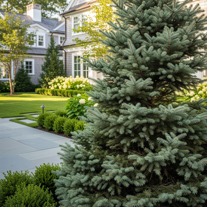 White Spruce Tree - Picea glauca