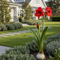 White Wax-Dipped Amaryllis Bulb with Red Blooms - Hippeastrum