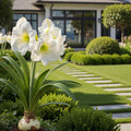 White Wax-Dipped Amaryllis Bulb with White Blooms - Hippeastrum