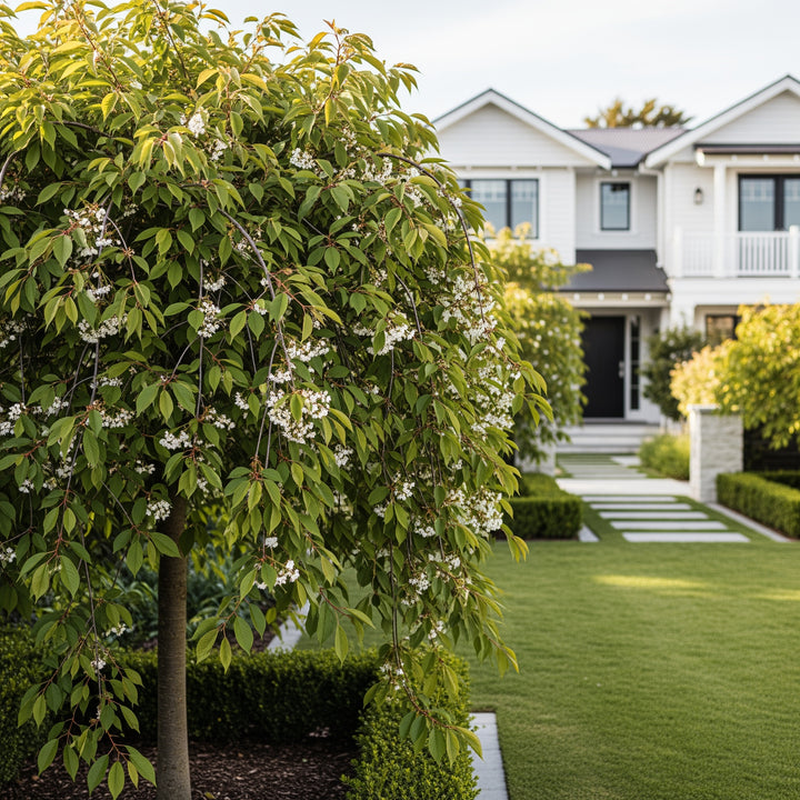 White Weeping Cherry Tree - Prunus subhirtella 'Pendula'