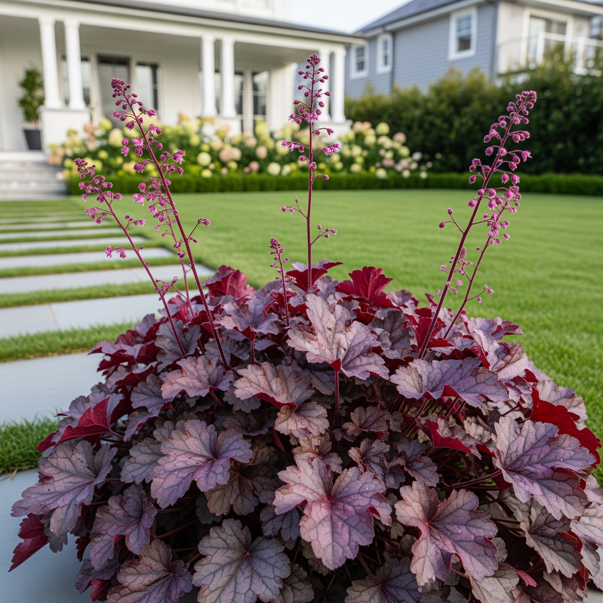 Dolce? Wildberry Heuchera (Coral Bells) - Coral Bells