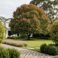 Wildfire Black Gum Tree - Nyssa sylvatica 'Wildfire'