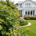 Willamette Red Raspberry Bush - Rubus idaeus
