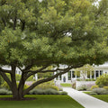 Willow Oak Tree - Quercus phellos