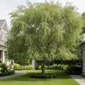 Willow Hybrid Tree - Salix alba ? fragilis