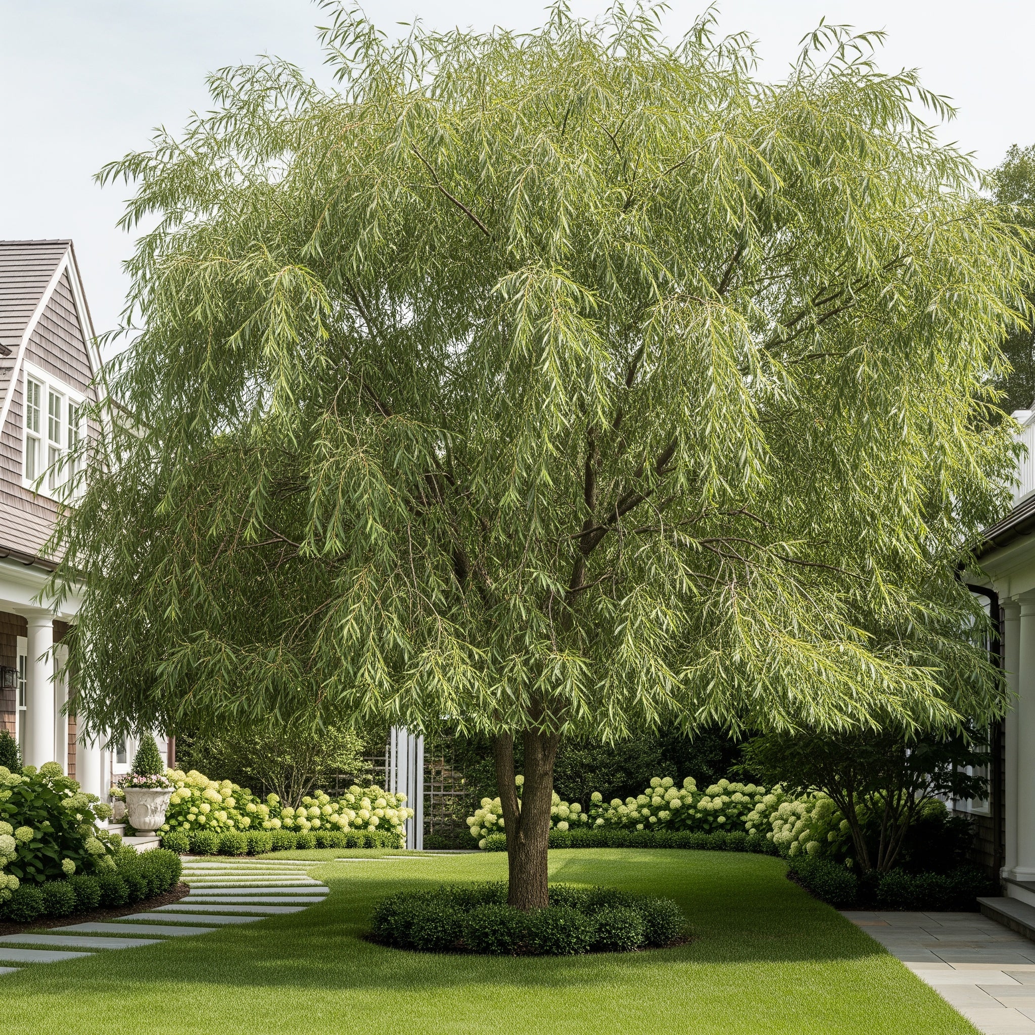 Willow Hybrid Tree - Salix alba ? fragilis