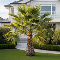 Windmill Palm Tree - Trachycarpus fortunei
