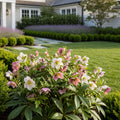 Winter Jewels? Cherry Blossom Lenten Rose Plant