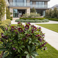 Winter Jewels? Onyx Odyssey Lenten Rose Plant