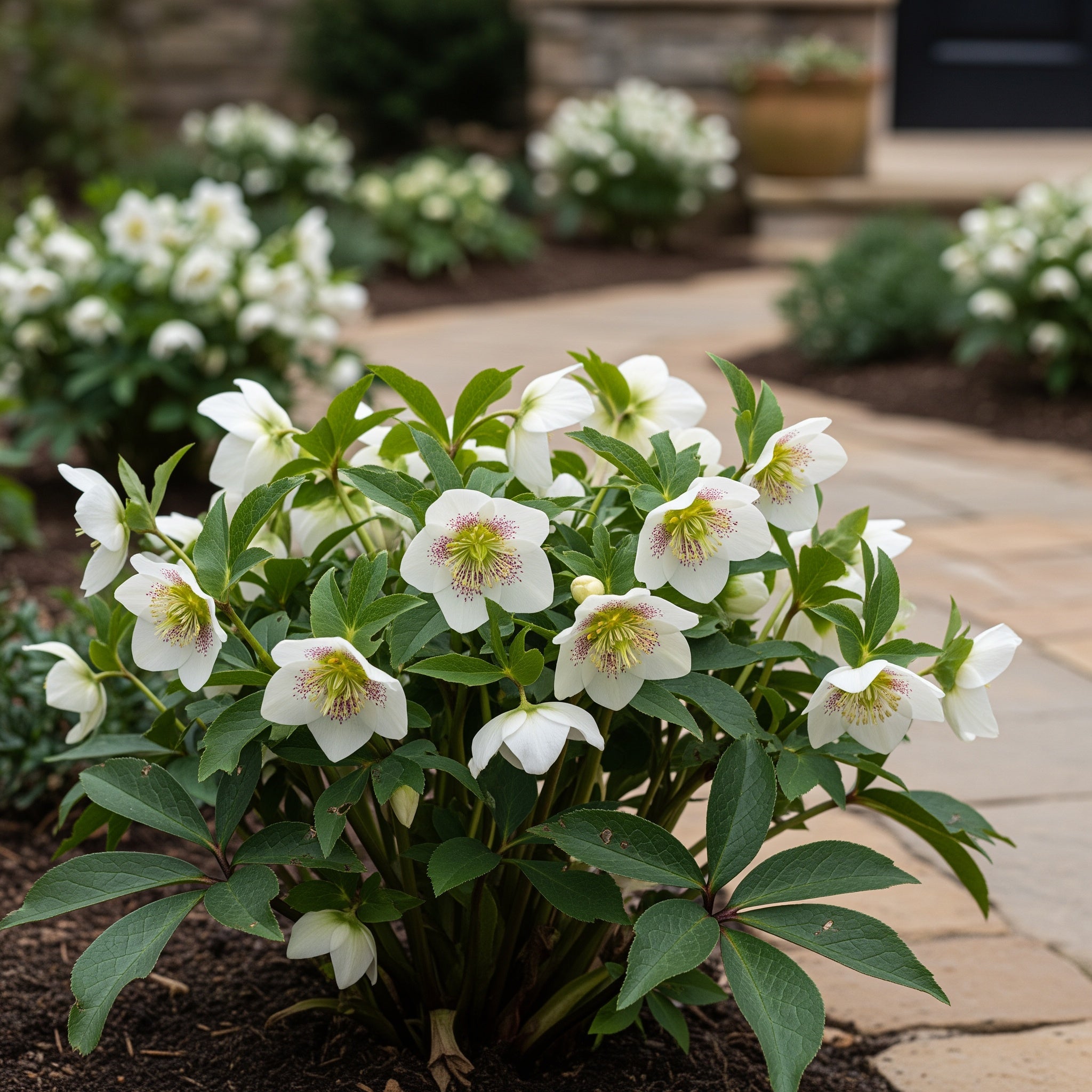 Winter Jewels? Sparkling Diamond Lenten Rose Plant - Helleborus