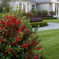 Winter Red Winterberry Holly Shrub - Ilex verticillata 'Winter Red'