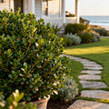 Wintergreen Boxwood Shrub - Buxus microphylla var. koreana