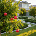 Wonderful Pomegranate Shrub - Punica granatum 'Wonderful'