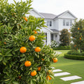 Xie Shan Satsuma Tree