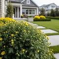 Yellow Belgian Mums? - Chrysanthemum
