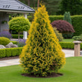 Yellow Ribbon Arborvitae Tree - Thuja occidentalis 'Yellow Ribbon'